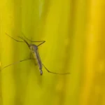 Estado de SP confirma mais duas mortes por febre amarela