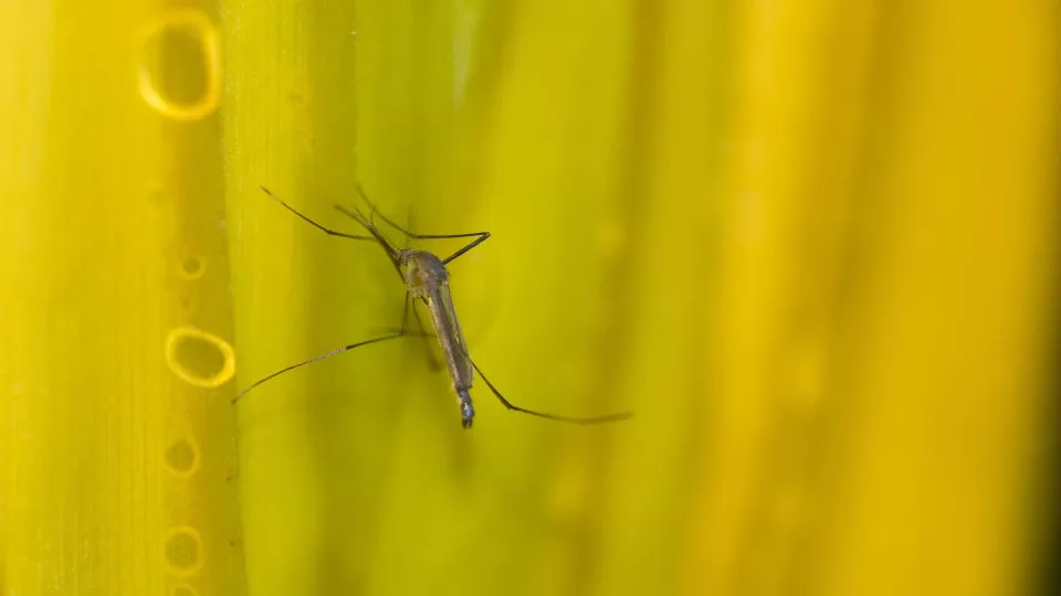 Estado de SP confirma mais duas mortes por febre amarela