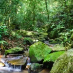 Desmatamento da Mata Atlântica tem queda de 28% em um ano