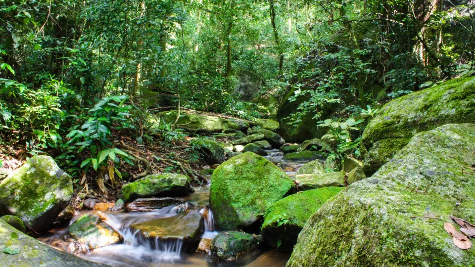Desmatamento da Mata Atlântica tem queda de 28% em um ano