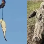Polícia abate crocodilo de 4,5 metros que devorou empresário; vídeo