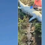 Cantor sertanejo Adriano Muniz é encontrado morto em apartamento no DF