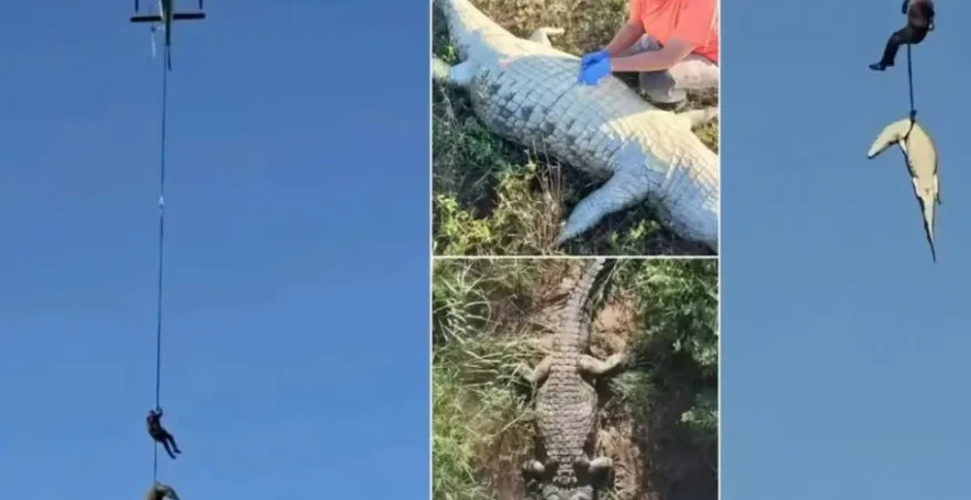 Restos mortais no estômago de crocodilo são de empresário português