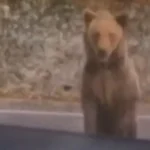Turista tenta alimentar urso na Romênia e é atacado: