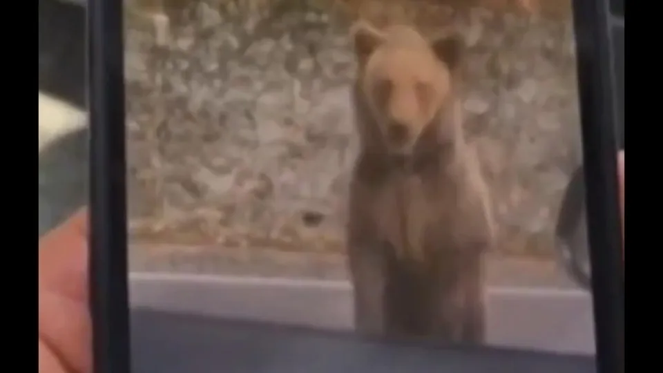 Turista tenta alimentar urso na Romênia e é atacado: