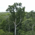 Desmate na amazônia em maio fica perto de mínima histórica