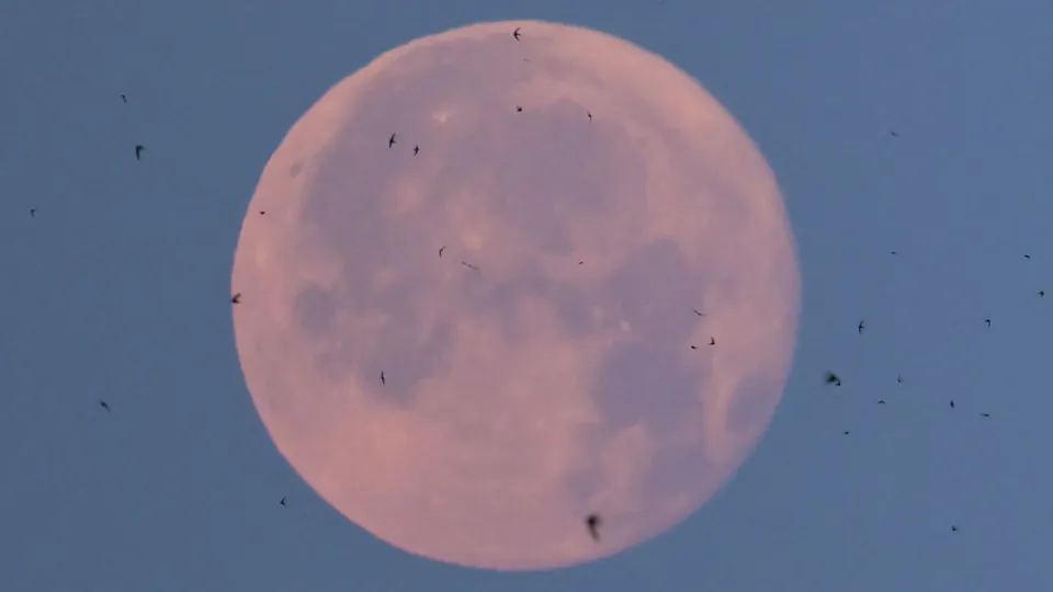 Lua de Morango poderá ser vista nesta segunda-feira; saiba como observar