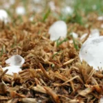 Tempestades e granizo continuam no Rio Grande do Sul