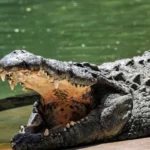 Menino de 3 anos luta pela vida após ser empurrado em jaula de crocodilos