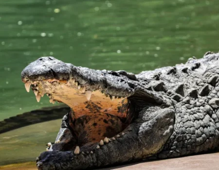 Menino de 3 anos luta pela vida após ser empurrado em jaula de crocodilos