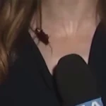 Vídeo viral: Barata voadora invade cobertura ao vivo de jornalista