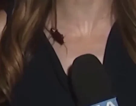 Vídeo viral: Barata voadora invade cobertura ao vivo de jornalista
