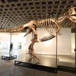 Gus, um dos maiores T-Rex, foi vendido por valor recorde: 255 milhões