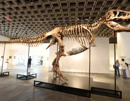 Gus, um dos maiores T-Rex, foi vendido por valor recorde: 255 milhões