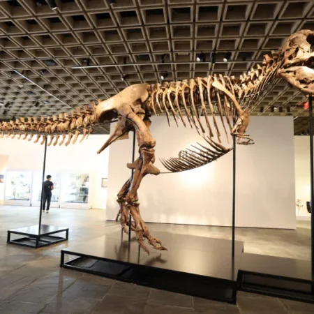 Gus, um dos maiores T-Rex, foi vendido por valor recorde: 255 milhões