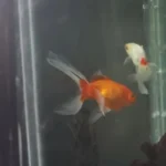 Tribunal argentino reconhece dois peixes dourados como seres sencientes