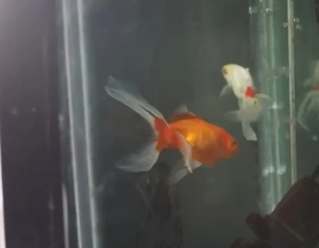 Tribunal argentino reconhece dois peixes dourados como seres sencientes