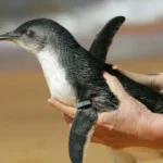 Em dois meses, 796 pinguins são encontrados mortos nas praias de Florianópolis