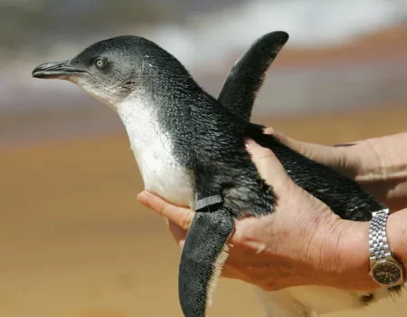 Em dois meses, 796 pinguins são encontrados mortos nas praias de Florianópolis