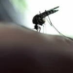 Novo caso de febre amarela é registrado em Lagoinha, interior de SP