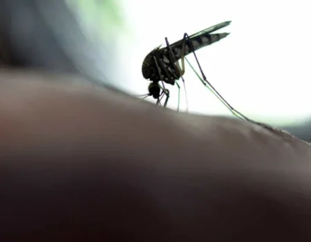 Novo caso de febre amarela é registrado em Lagoinha, interior de SP