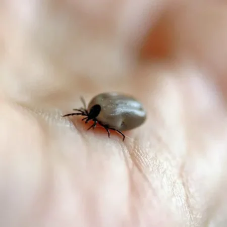 Mulher morre de febre maculosa no ABC; carrapatos foram encontrados em cães da vítima