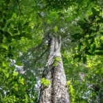 Amazônia tem menor área sob alerta de desmatamento em 10 anos