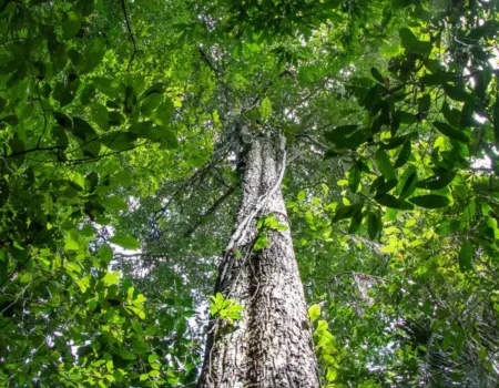 Amazônia tem menor área sob alerta de desmatamento em 10 anos