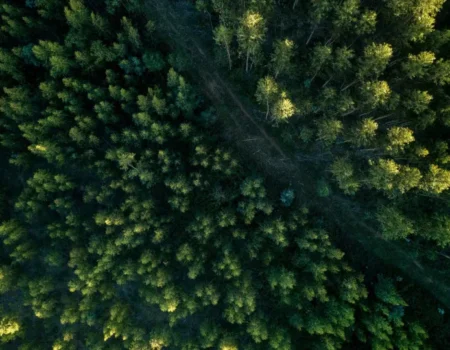 Como é o projeto, aprovado no Congresso, que reduz em 37% proteção de floresta na Amazônia