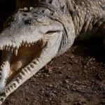 Homem morre após ser arrastado por crocodilo em praia no México