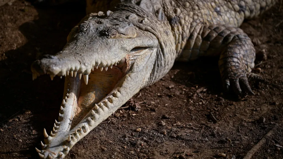 Homem morre após ser arrastado por crocodilo em praia no México