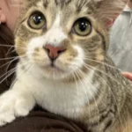 Gato com 28 dedos entra para o Guinness aos 10 meses; veja que fofura
