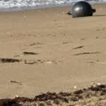 Mistério das esferas metálicas em praia da Austrália ganha explicação