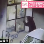 Urso invade 15 casas no Japão e até rouba donuts de geladeira