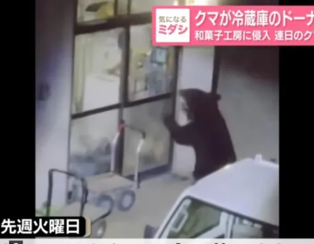 Urso invade 15 casas no Japão e até rouba donuts de geladeira