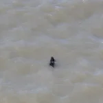 Cão desaparecido há semanas é resgatado enquanto nadava nos EUA; veja