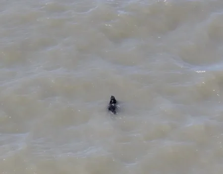 Cão desaparecido há semanas é resgatado enquanto nadava nos EUA; veja